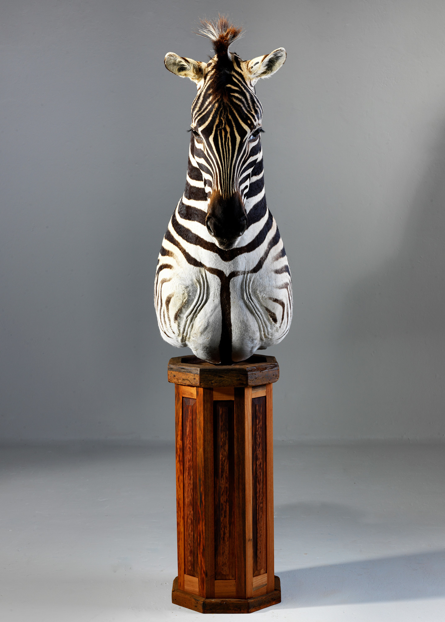 Zebra Pedestal Mount Chess Piece Splitting Image Taxidermy